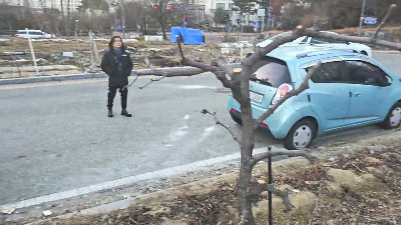 대추나무 가지치기 복조대추 와사과대추 가지치기 차이점 #가지치기차이점#피라미드형으로#오도이촌