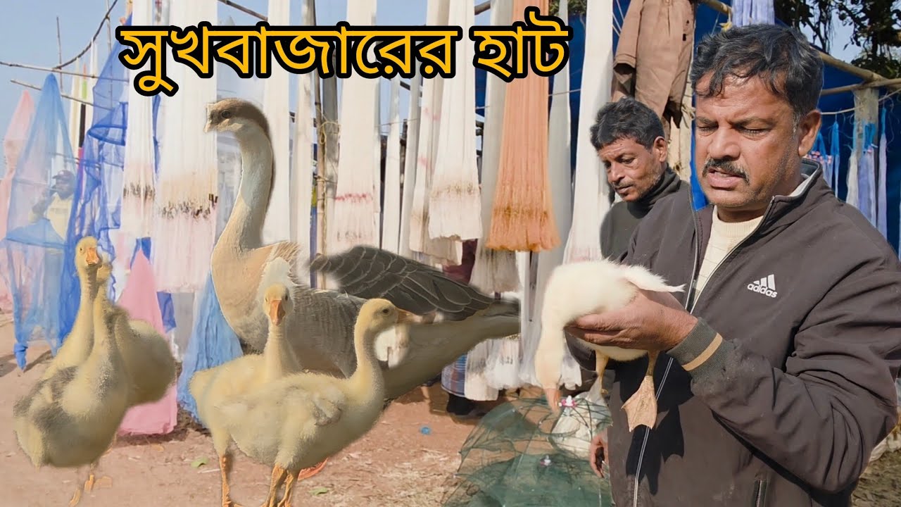 আজ ফার্ম এর জন্য সুখবাজারের হাট থেকে রাজ হাস কিনে আনলাম।🦢🪿🪽 #grambanglavlog 