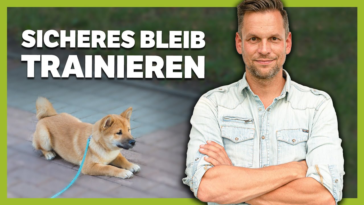 So kannst du mit deinem Hund ein sicheres BLEIB trainieren