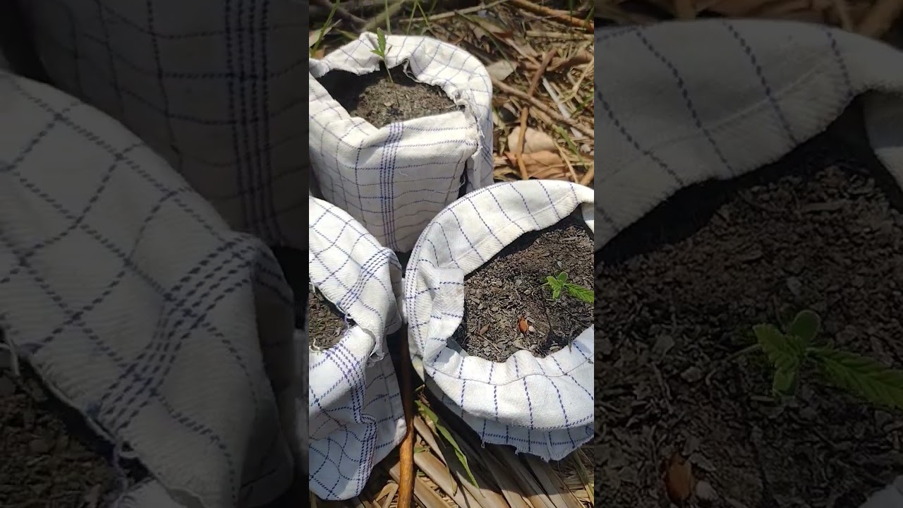 wild Thai and Koh Tao Sativa beginning of week 2.. #weed #sativa # thaistick