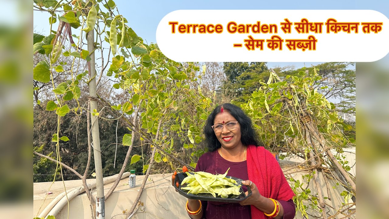 टेरस गार्डन से ताज़ी सेम की सब्ज़ी की कटाई Terrace Gardening | सेम की सब्ज़ी Harvest| shem harvest