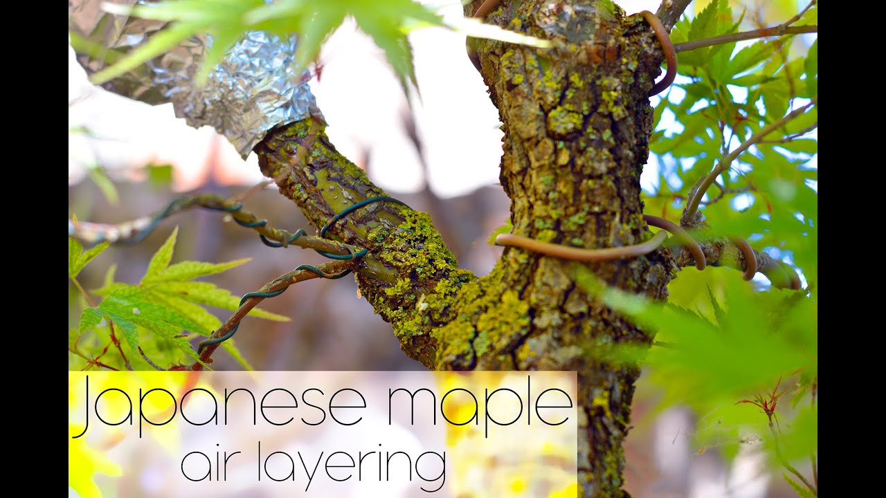 Japanese maple (Acer palmatum 