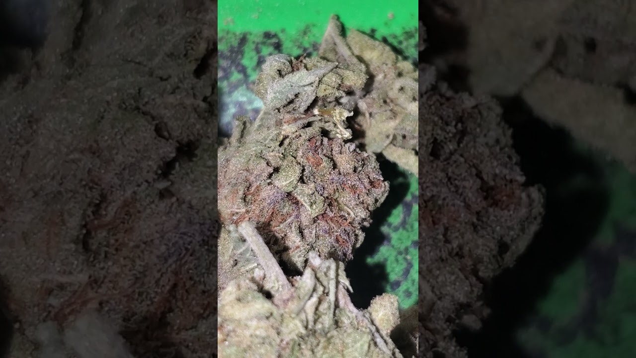 Platinum Kush