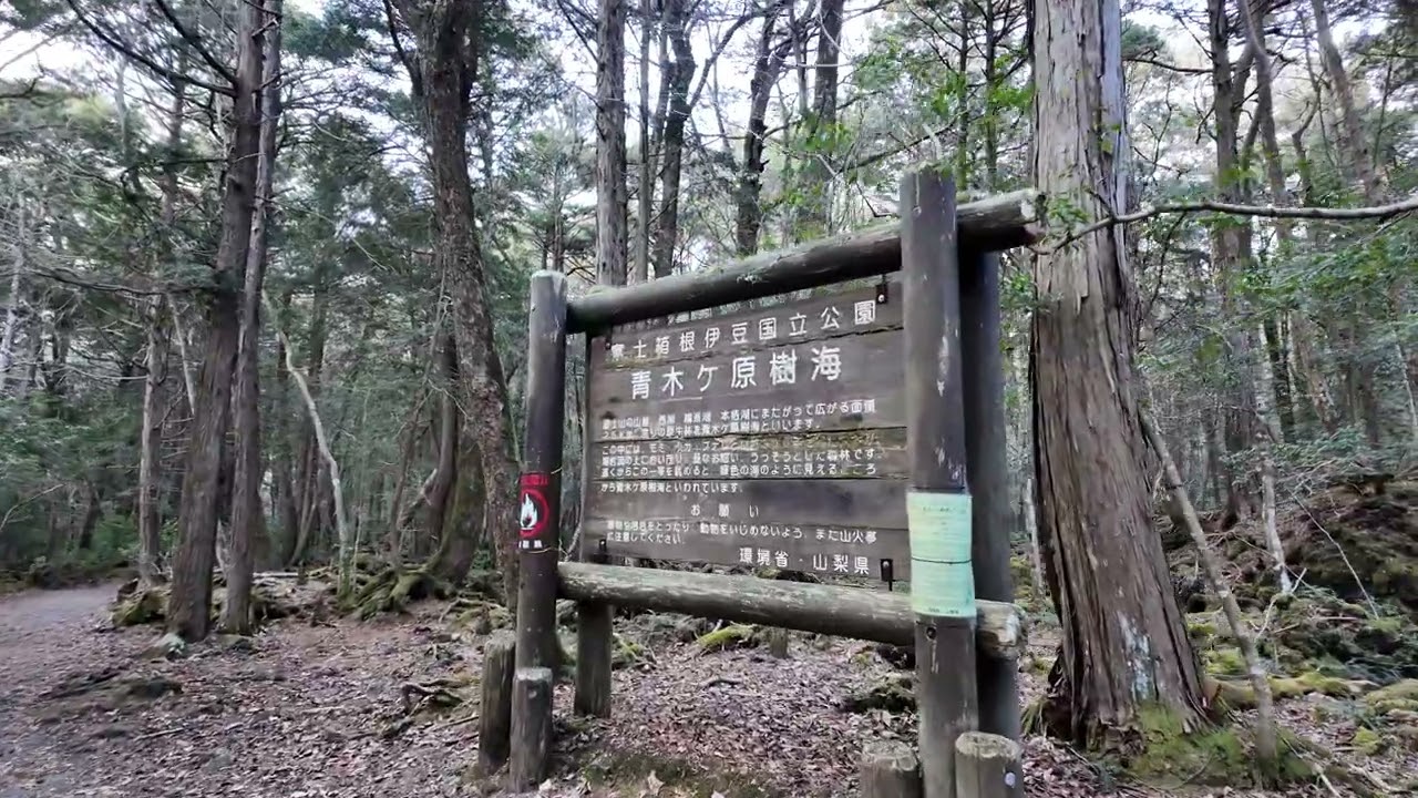 青木ヶ原樹海ハイキング 東海自然歩道｜鳴沢氷穴〜富岳風穴周辺｜ 2026.1.26(土)