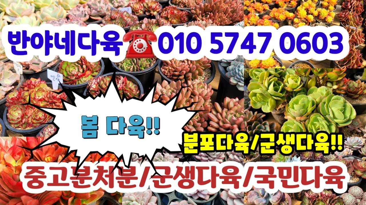 반야네다육☎️010 5747 0603 💗봄다육특가/분포특가/국민/중고분#다육화분#초보다육
