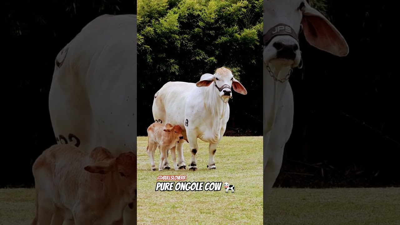 pure Ongole cow 🐄//Wow super 👌 #trending #subscribe my channel @bullsloverr