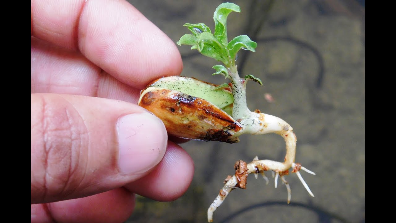 3 Easy Ways To Grow Almonds At Home | बादाम उगाने के 3 आसान तरीके #AlmondFruit #OnlineGarden