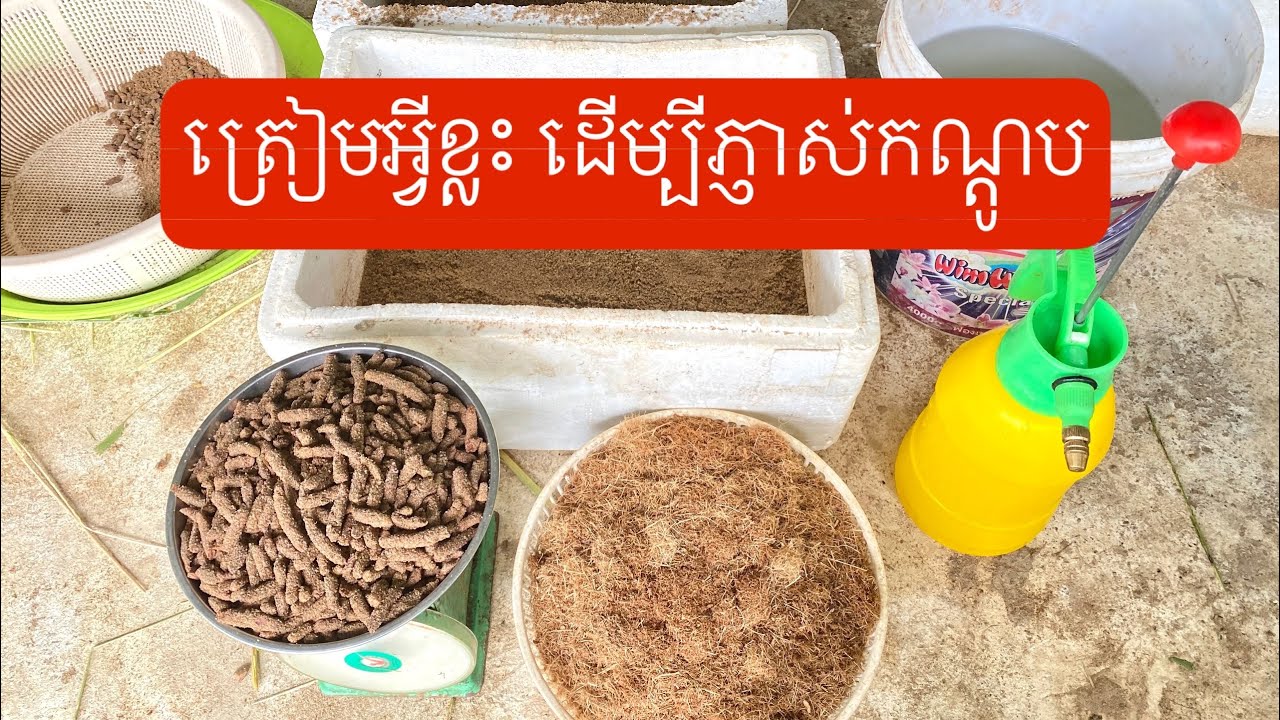 How to hatch ￼￼￼grasshopper ￼eggs​ ​/​ របៀប​ភ្ញាស់​ពងកណ្ដូប​      +ទំនាក់ទំនង​: 069 594 505