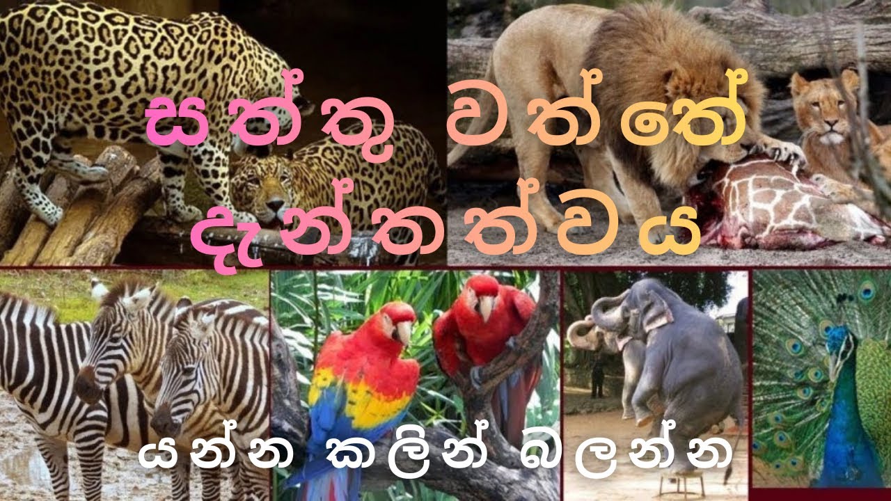 යමු දෙහිවල සත්තු වත්ත බලන්න 🫎🐯🦁