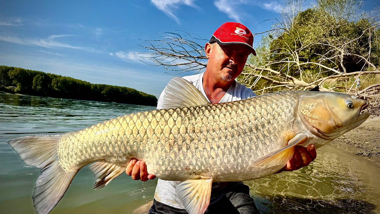Dunărea surprinde din nou: amuri gigantici la feeder!!!! Cel mai mare aproape 30 kg!