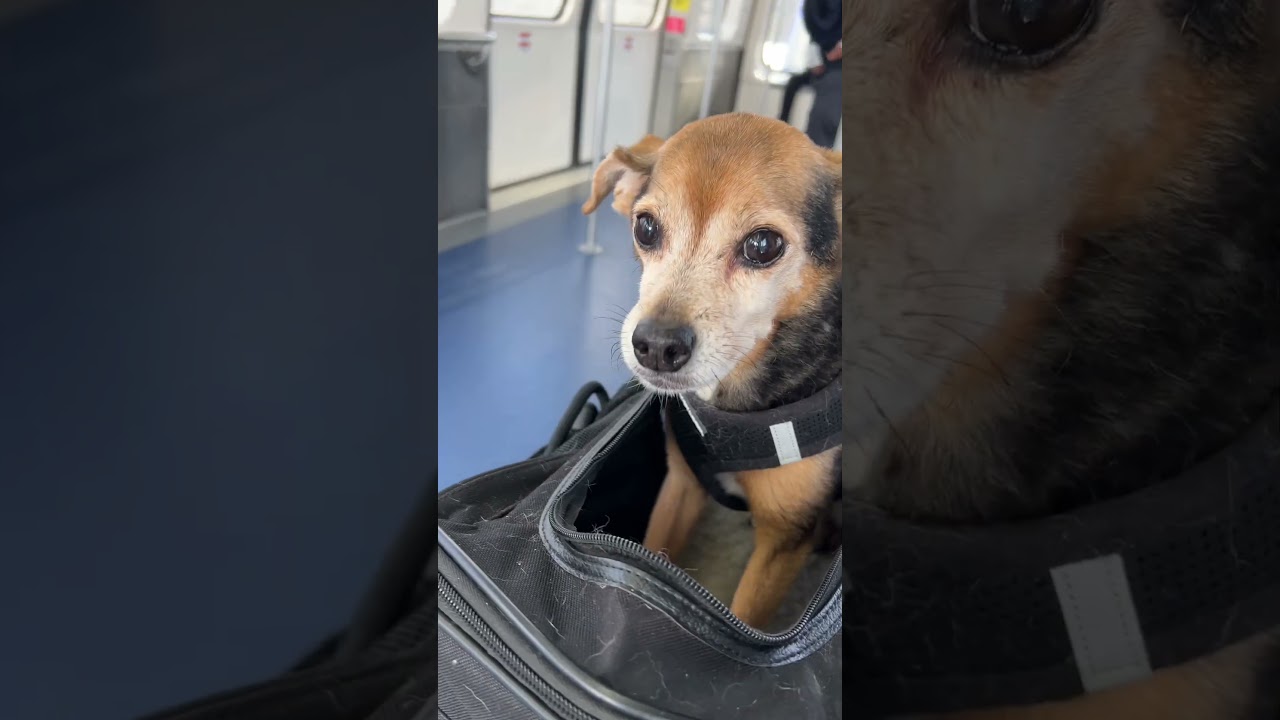 🐶✈️ 3 совета для авиаперелетов с собаками (чуть не опоздала на рейс 😅) #путешествия #советыдляпут...
