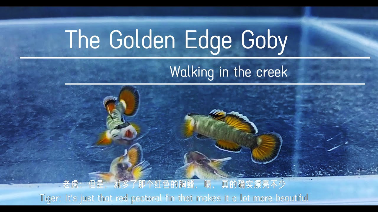 The Golden Edge Goby (Rhinogobius cf. zhoui)