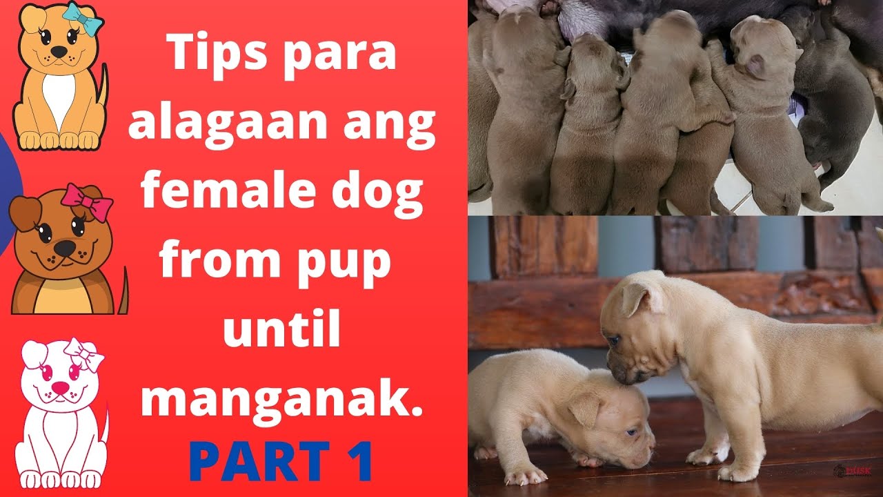 PART 1 Paano alagaan ang female dog from pup until manganak?
