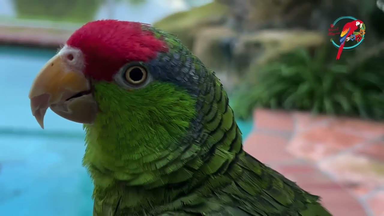 Get A 2nd Amazon? What Gender? #parrot_bliss #parrot #amazon_parrot