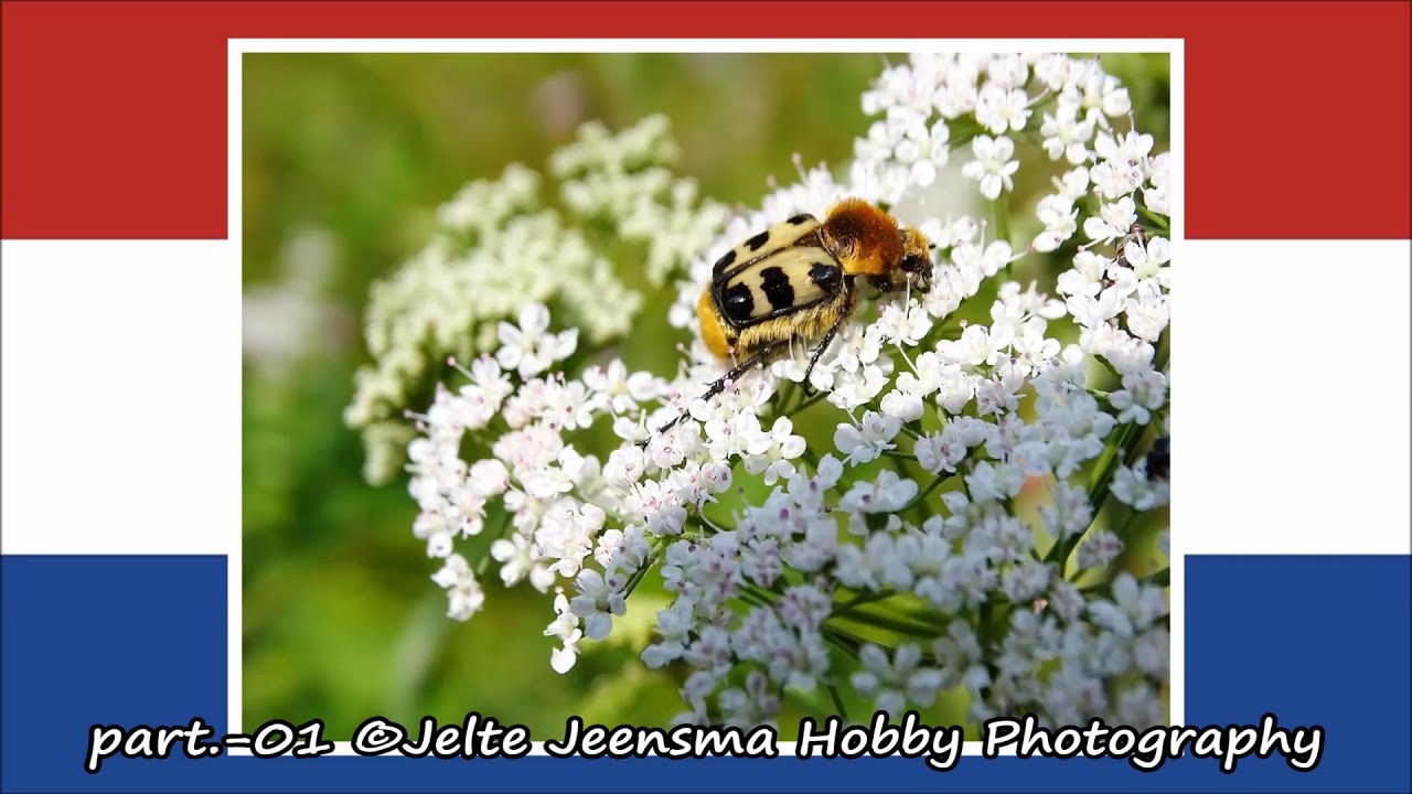 part.-01 &copy;Jelte Jeensma Hobby Photography