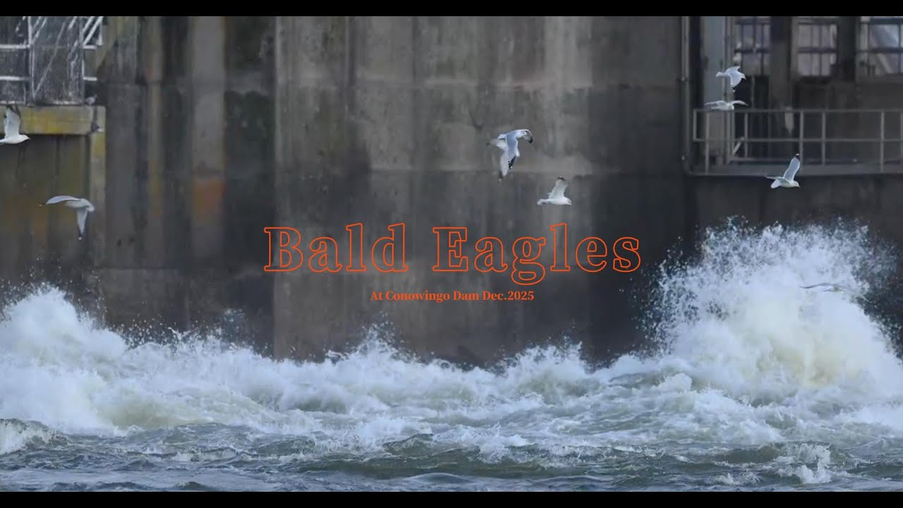 Bald Eagles at Conowingo Dam Dec. 2025