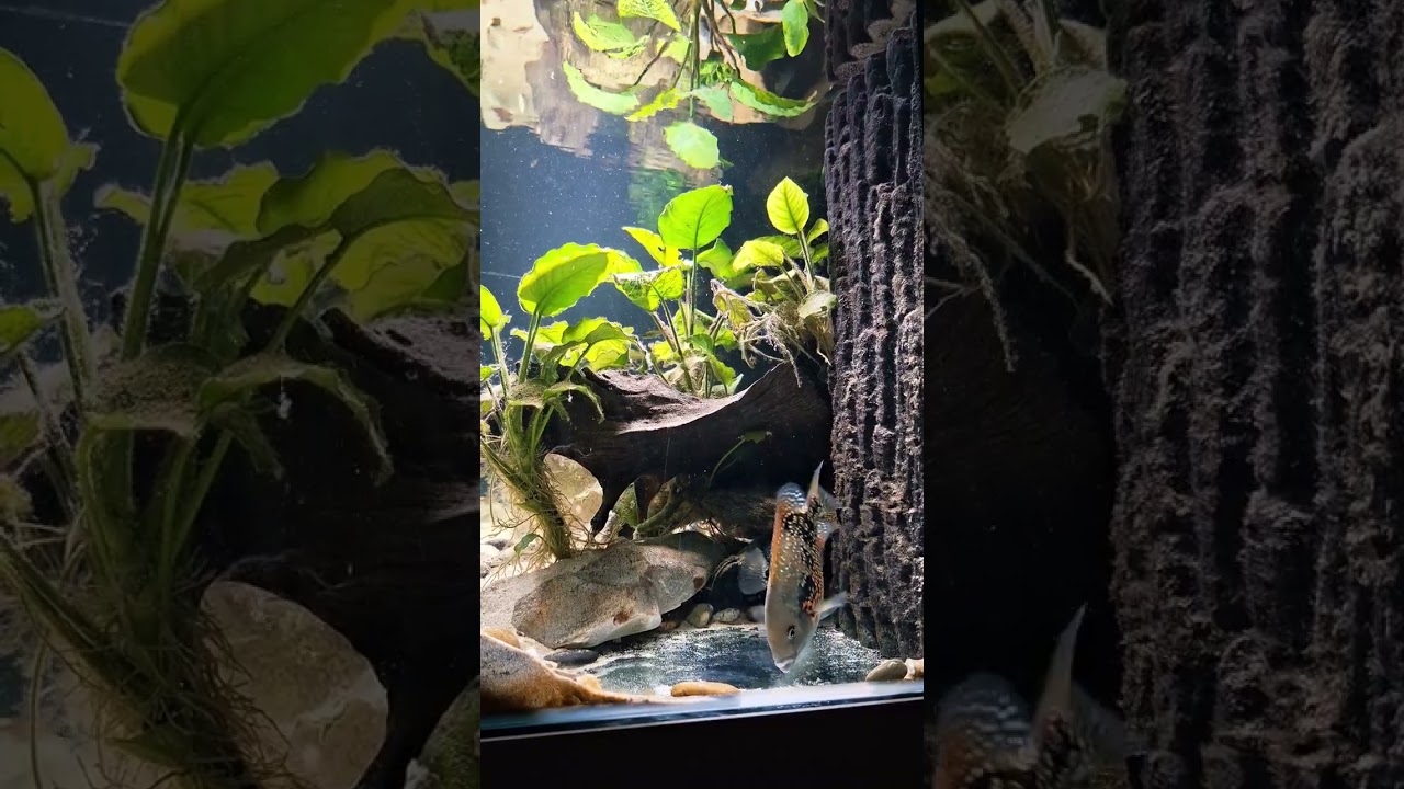  tomocichla Asfraci 