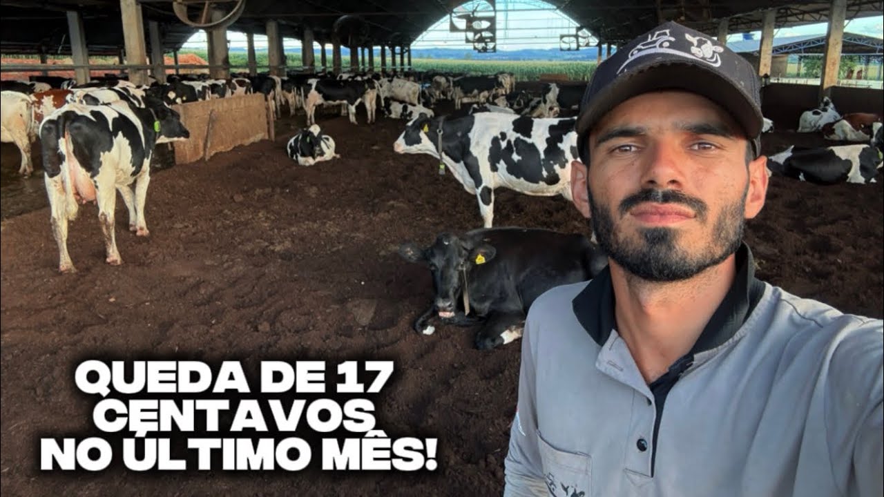 MERCADO DO LEITE EM CRISE! Produtores desistindo da atividade!