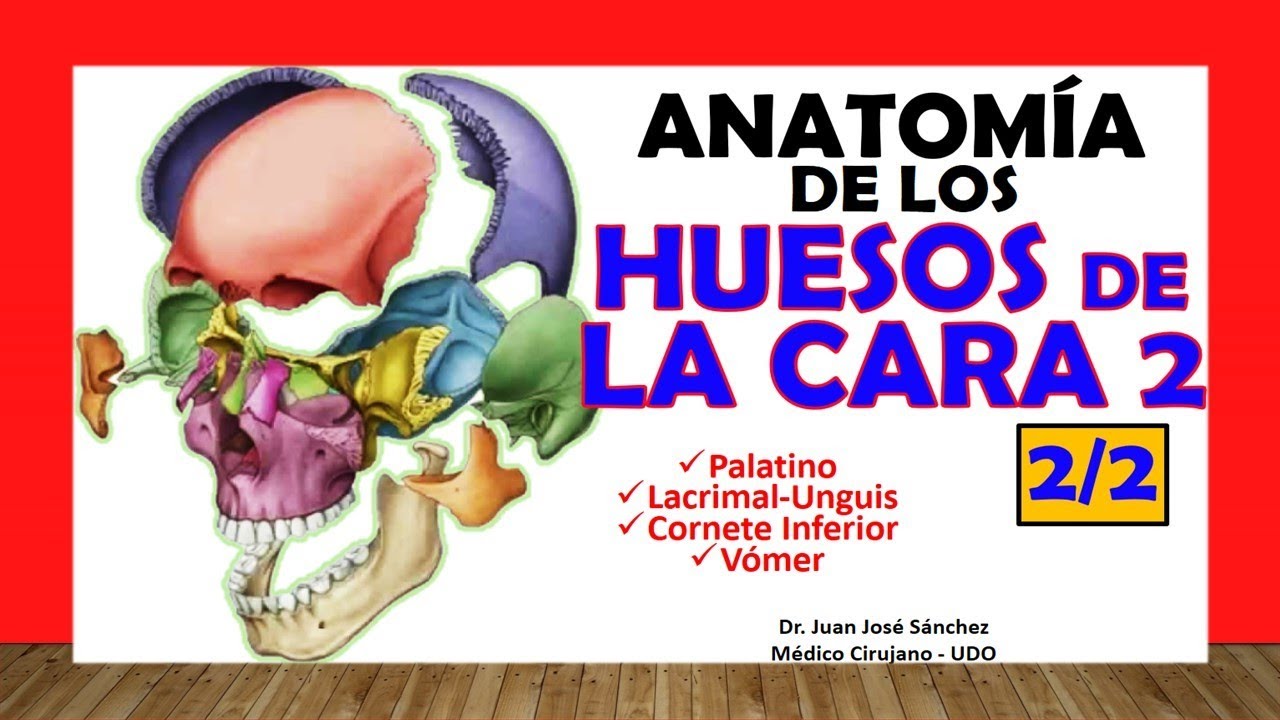 🥇 HUESOS DE LA CARA 2/2 - Cornete Inferior, Vomer, Palatino, Lacrimal