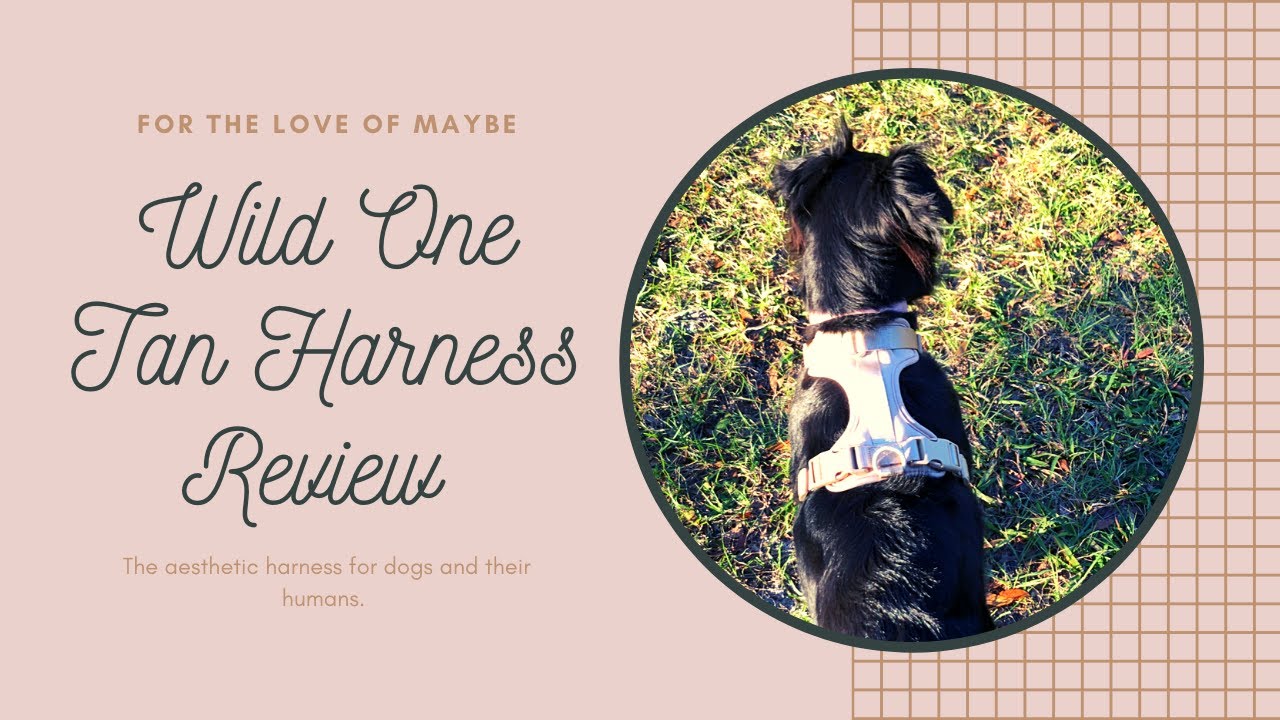 Wild One Harness Review