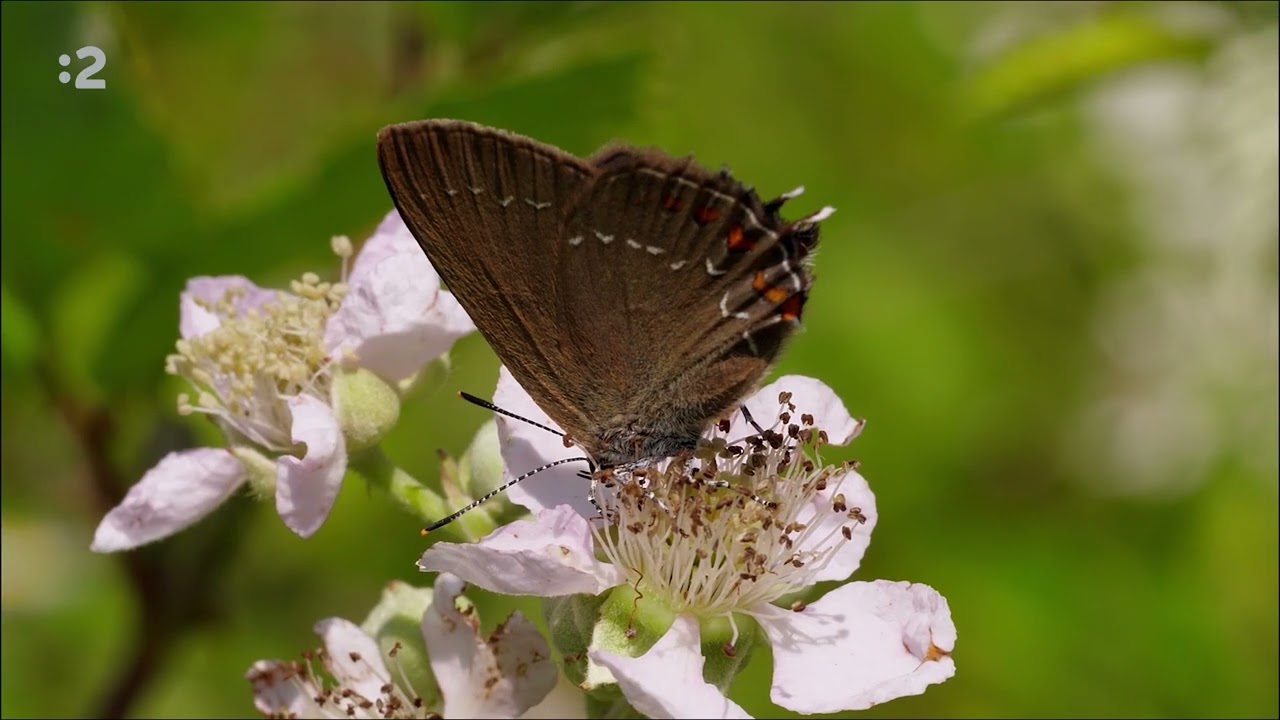 Butterflies of Slovakia - trailer 2