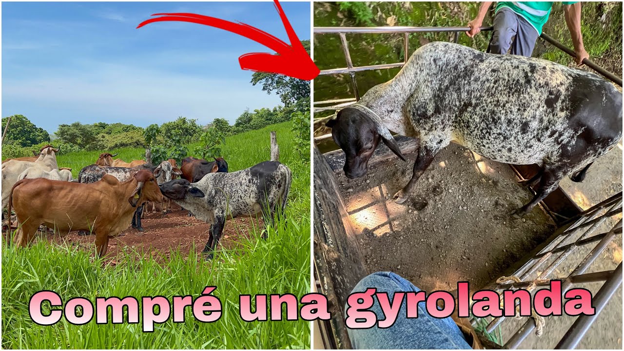 🐄😱Me compré una novilla gyrolanda así la recibieron las demás vacas 😱🐄