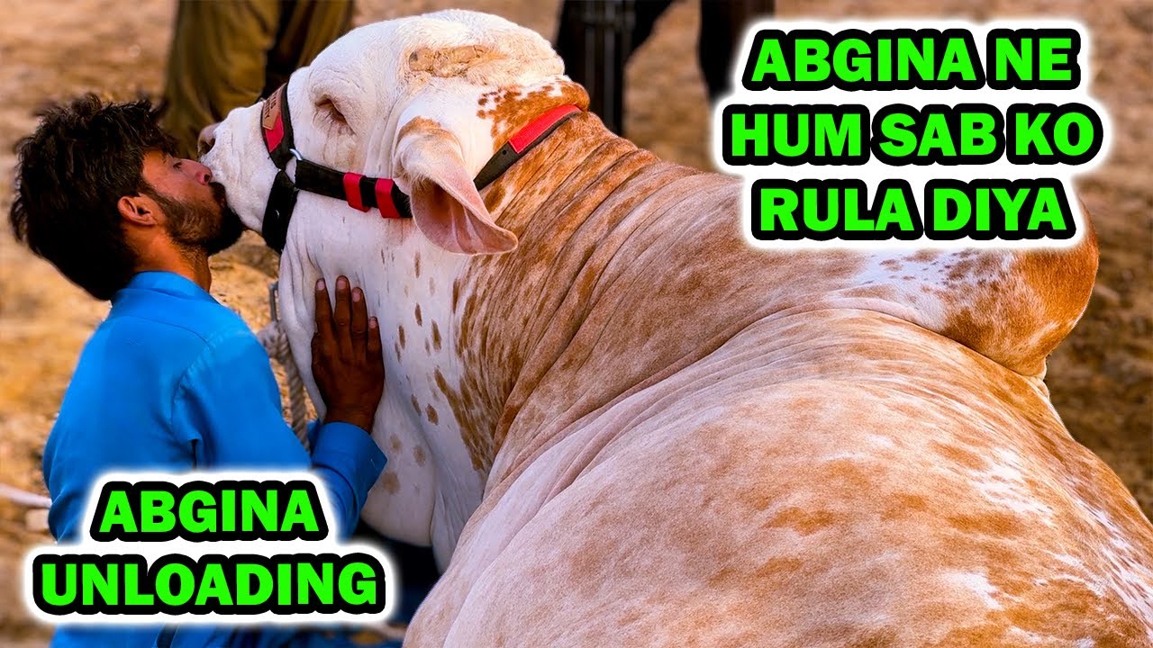 Arif or Abgina ki Be-Misal Muhabbat | Loading & Unloading of Abgina at AQ Cattle Farm's Home