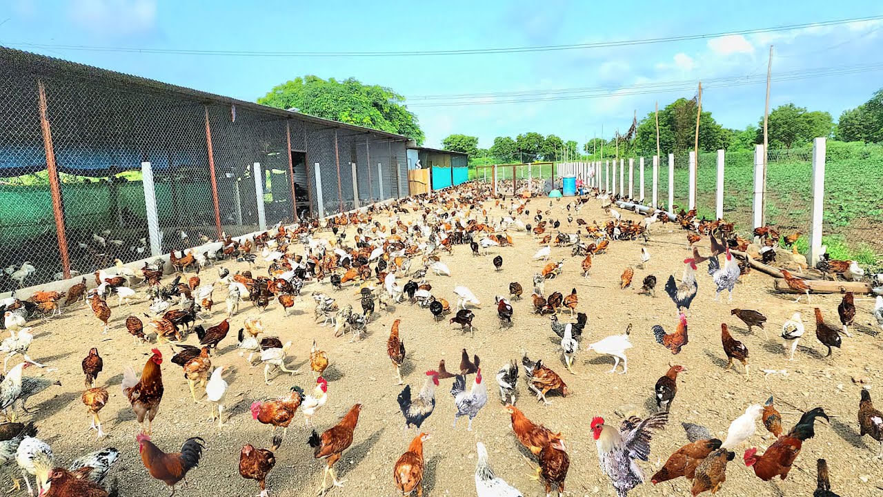 Free Range Desi Poultry Farming l Feeding l Fencing l Marketing l