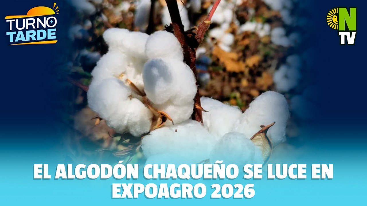 🌱 El algodón chaqueño se luce en Expoagro 2026: innovación y nueva fibra extra larga