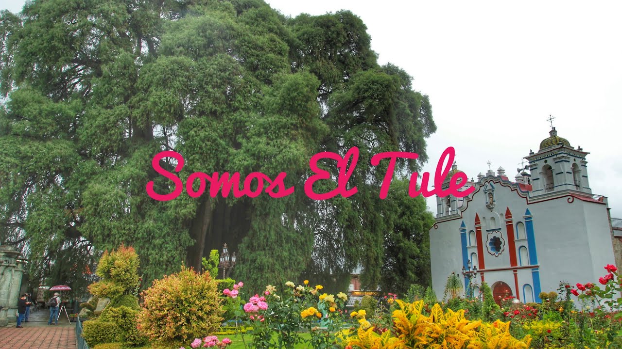 Somos Oaxaca - Santa María el Tule