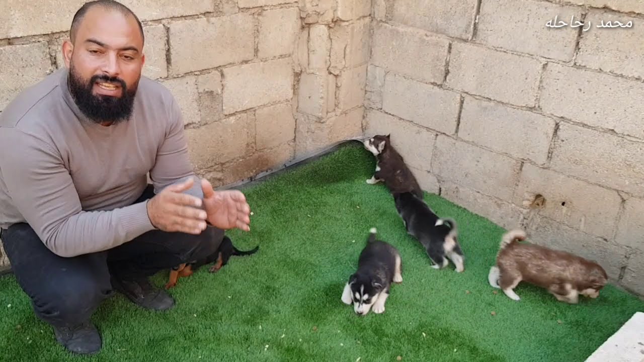 تدريب الجراو الصغيره على التبول في المكان المخصص