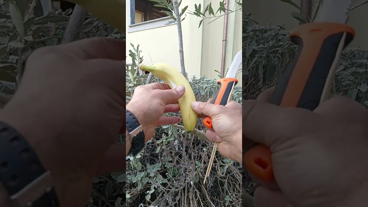 MARGOTTA SU ULIVO CON IL TRUCCO DELLA  BANANA 🍌 🍌 🍌🌿🌿🌿👌