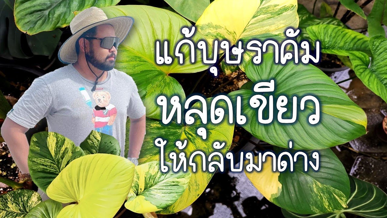 แก้บุษราคัมหลุดเขียวให้กลับมาด่าง #เสน่ห์จันทร์บุษราคัม #ยกยอด #็homalomena #rubescens #variegated