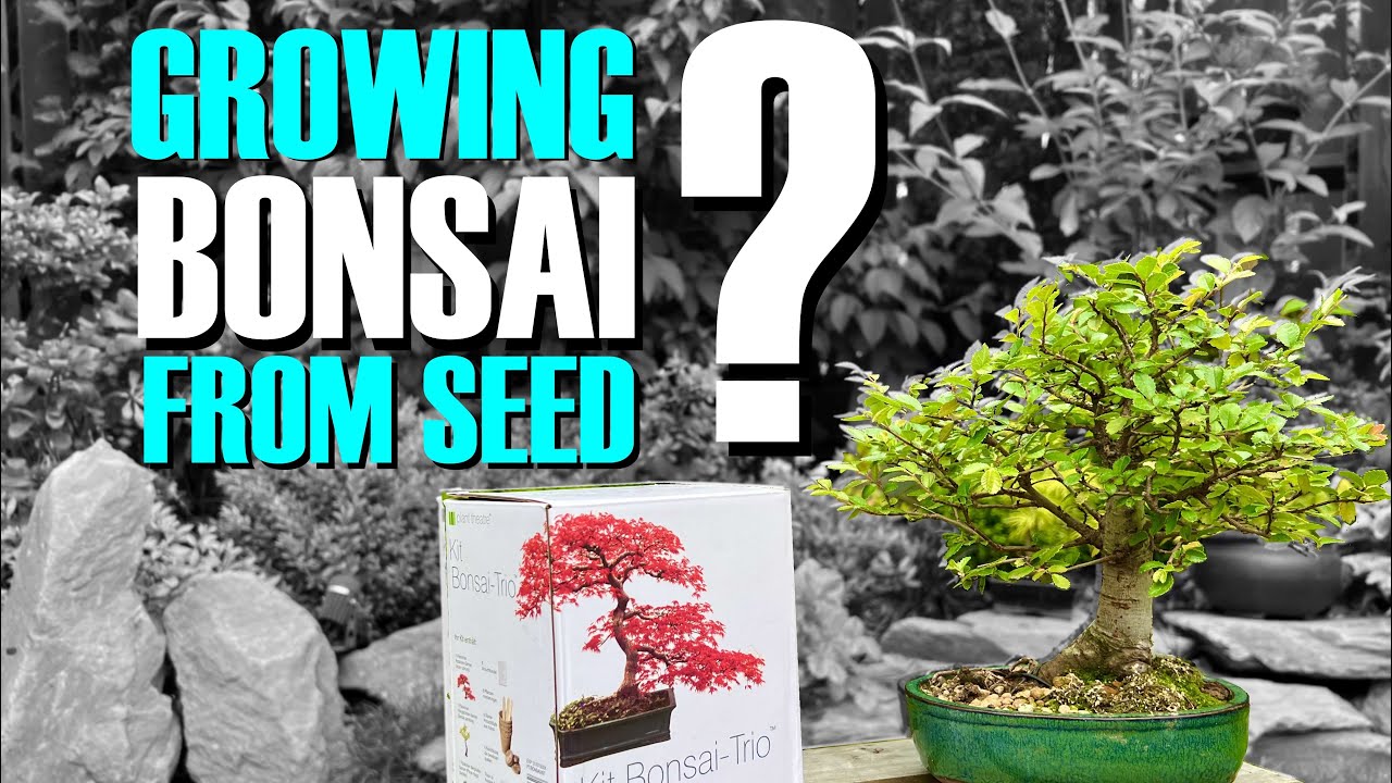 Revealed: The TRUTH about growing bonsai from seeds