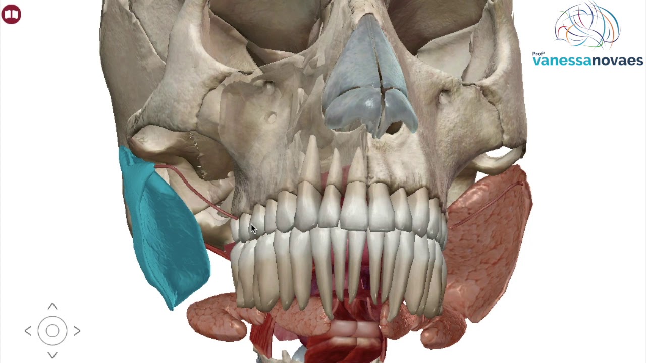 Fisiologia do Sistema Digestório