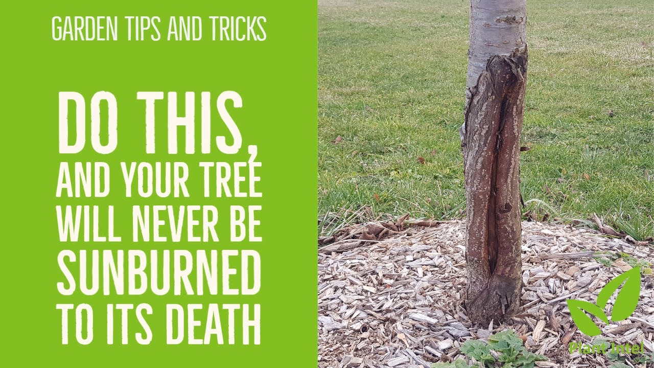 How to SAVE MY TREE IN WINTER: the mysterious case of SUNBURN and WHITEWASHING