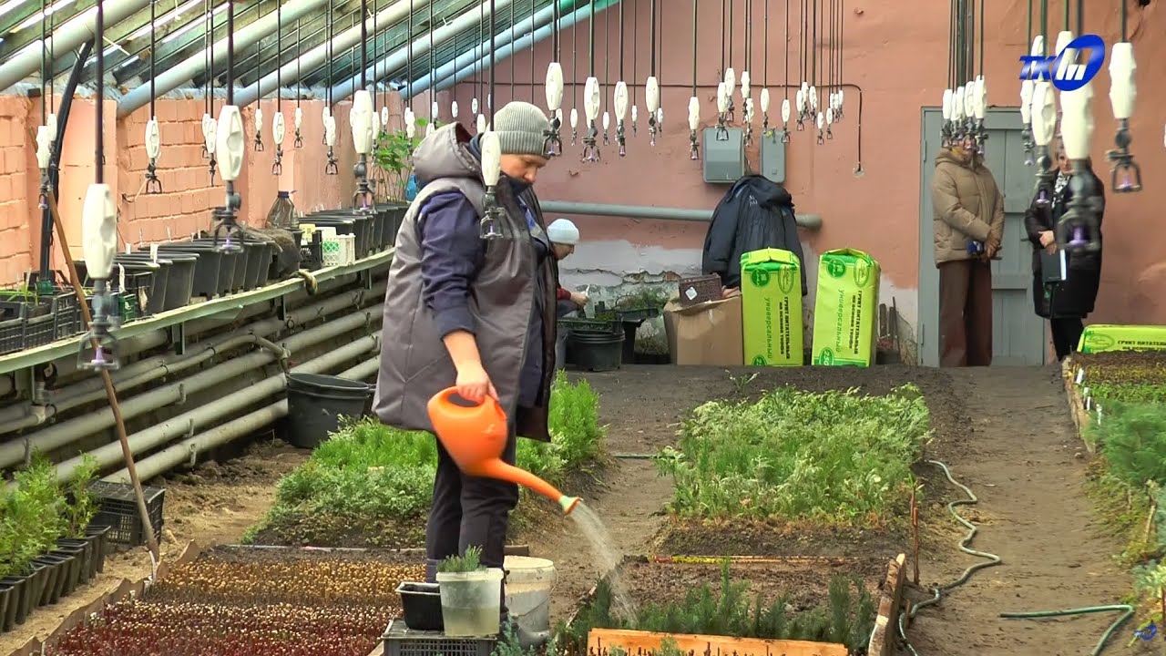 «Жизнь под стеклом». Что зимой сеют, сажают, пикируют специалисты участка по зеленому строительству?