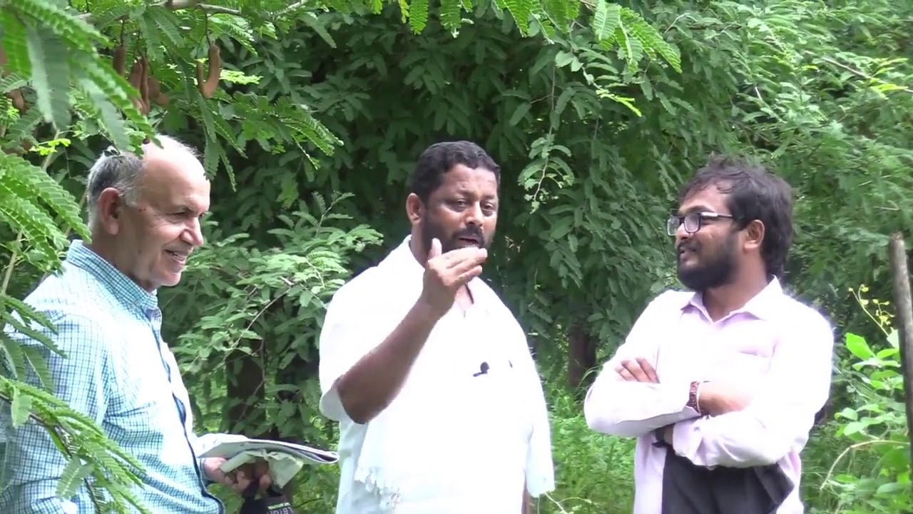 Tamarind tree:The long term income crop [yield start in 5 years kasi gida]part two video