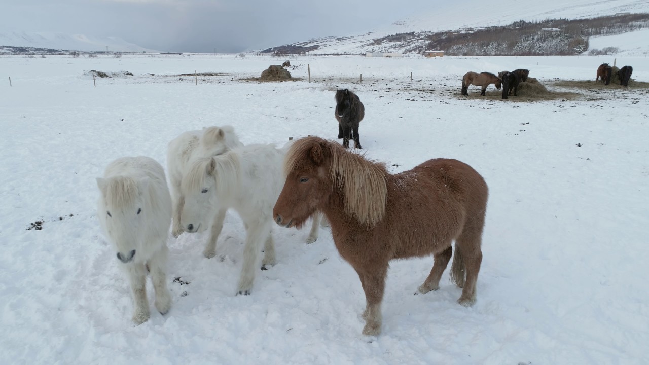 Icelandic horse winter coat