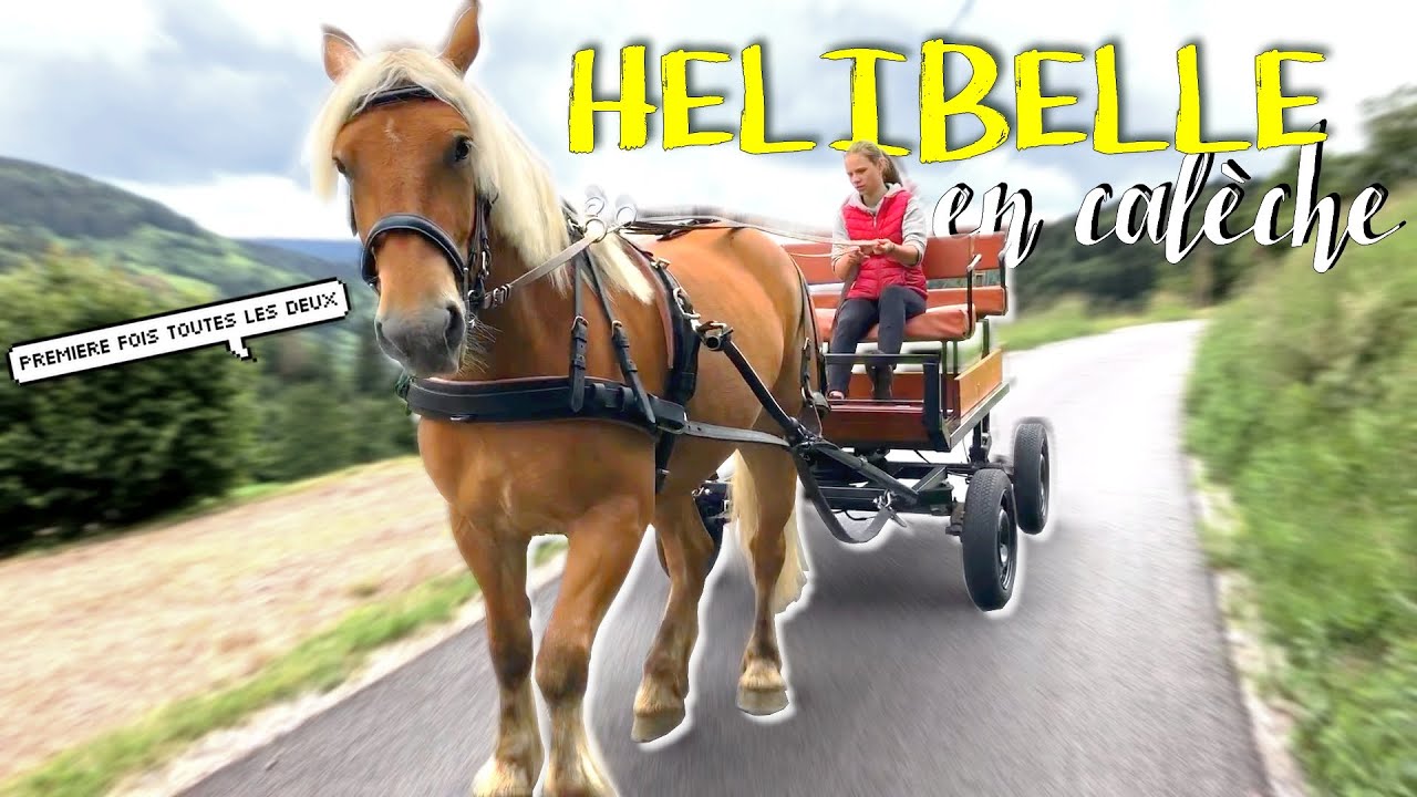 ma jument attelée pour la première fois en calèche ! (*et ma première fois aussi 👀)