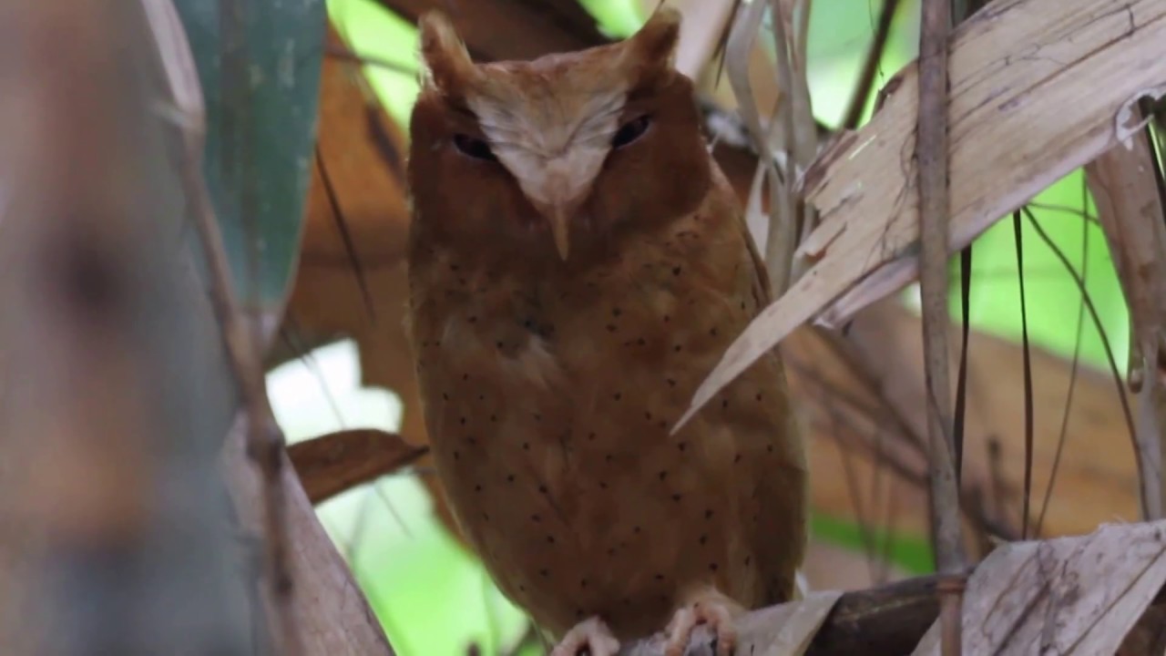 Serendib scops owl (Otus thilohoffmanni)