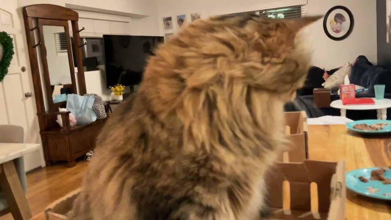 Camo and striker🐱