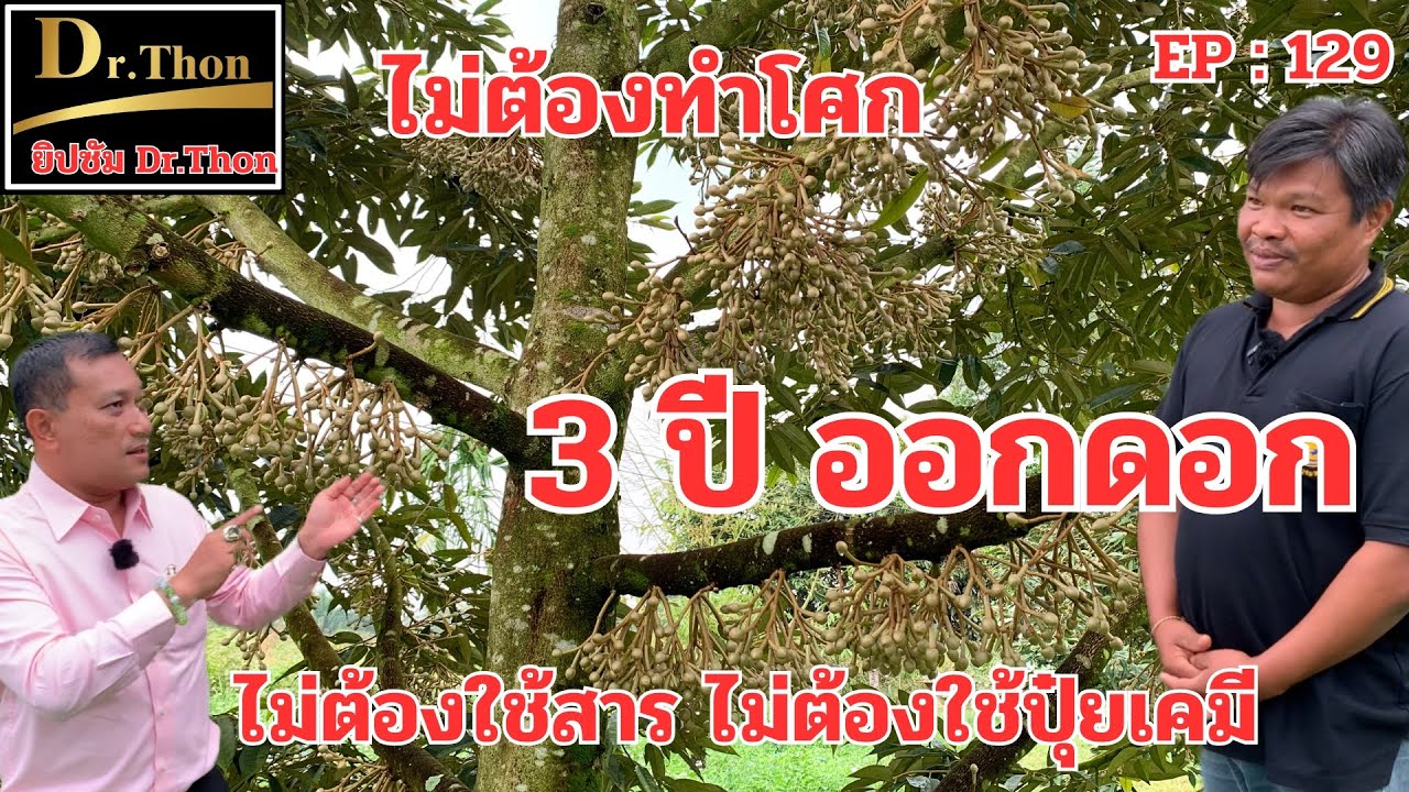 ทุเรียนอายุ 3 ปี 2 เดือน ออกดอก ด้วยยิปซัม Dr.Thon  โทร.099-425-6888
