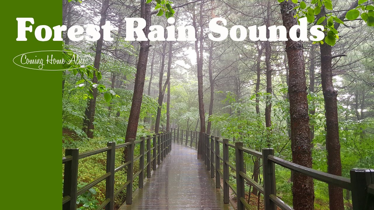 초록비 내리던 어느 여름날 ☔ Forest Rain Sounds | Relaxing Rain Sounds for Reading or Studying