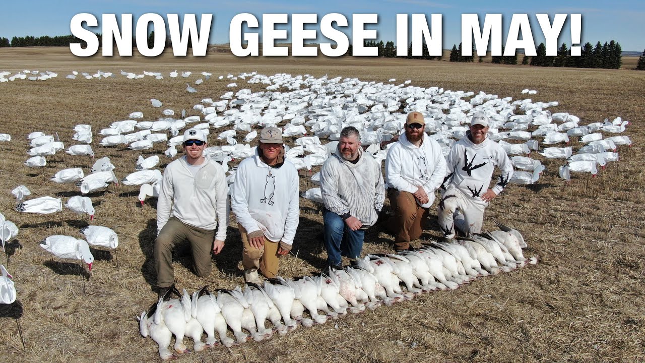 LAST HUNT of the Season Crushing Spring Snow Geese in Canada!