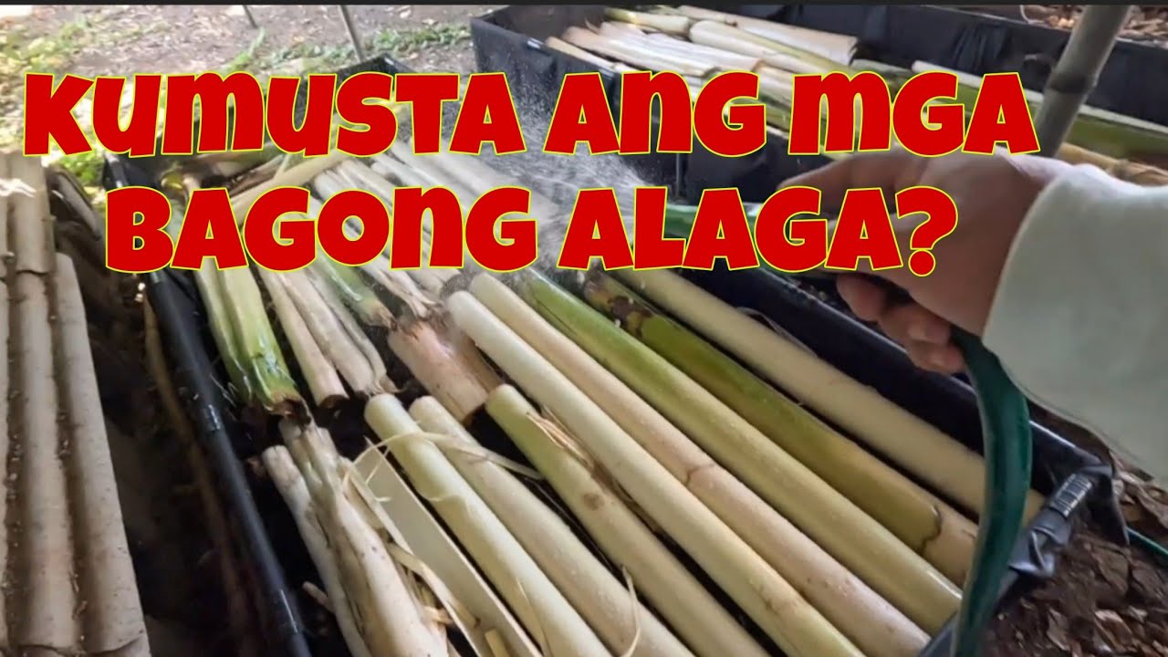 African night crawlers, dumating na | Kailangan maalagaan ng mabuti