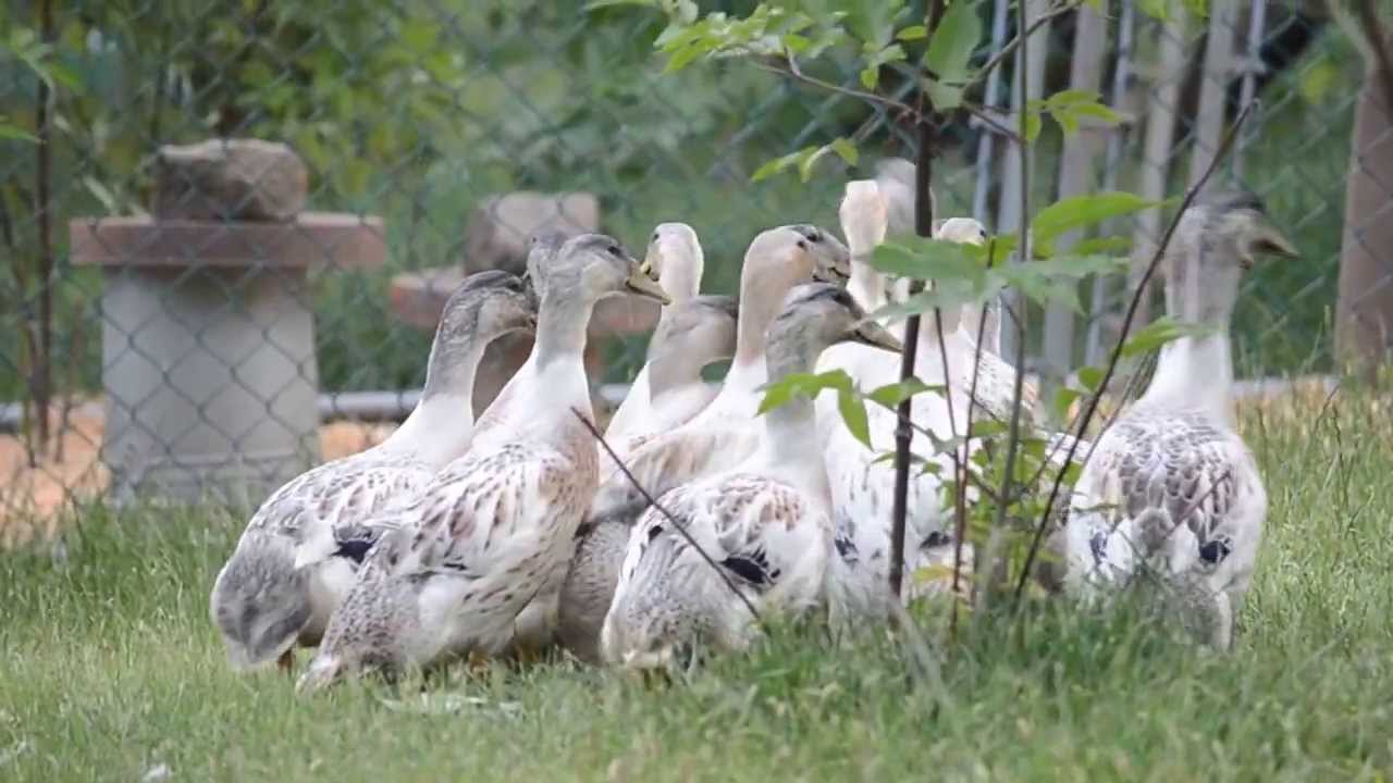 Welsh Harlequin ducklings