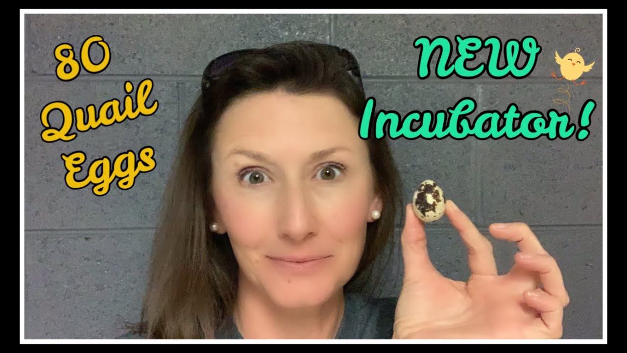 80 Quail EGGS in NEW Incubator!