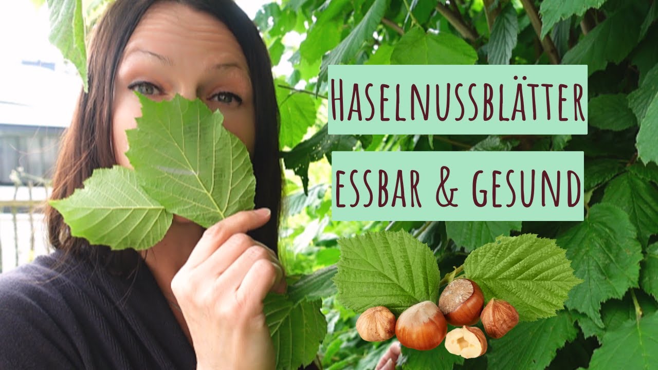 Haselnussbl&auml;tter &ndash; essbar, gesund & voller Kraft f&uuml;r Tee, Salat & Suppe
