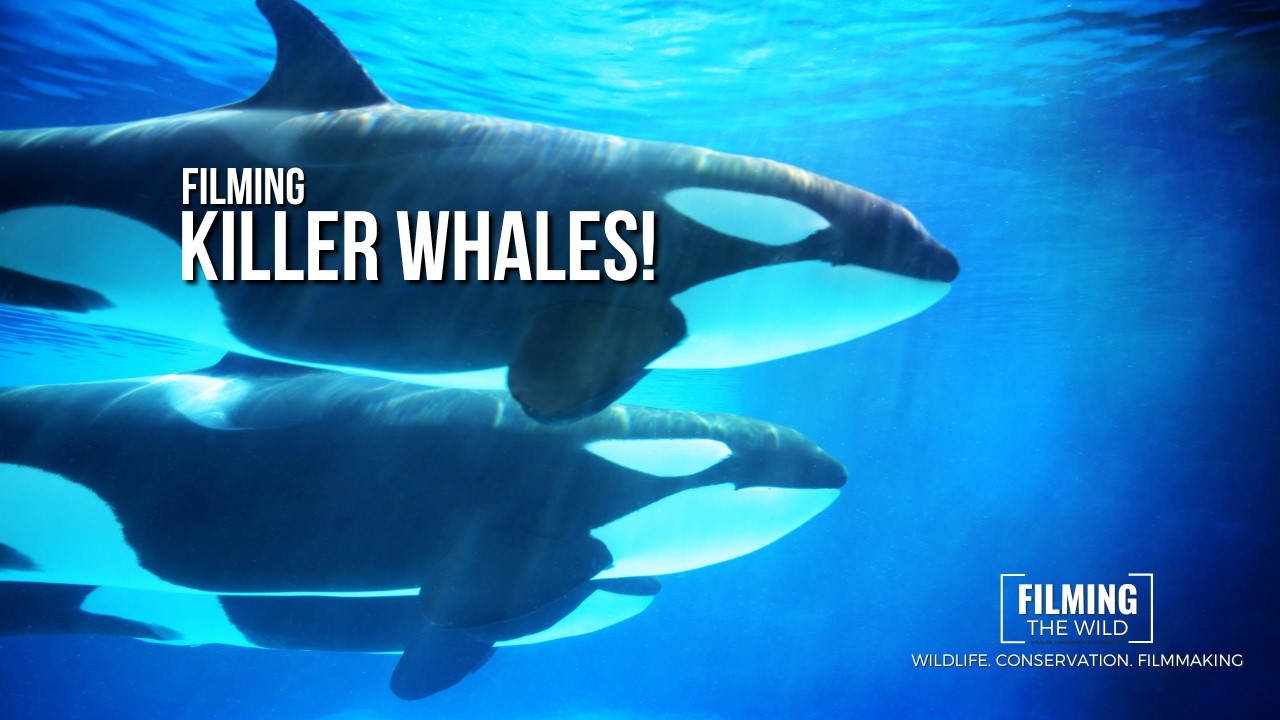 Filming Killer Whales in the Wild! | A Behind the Scenes Look!